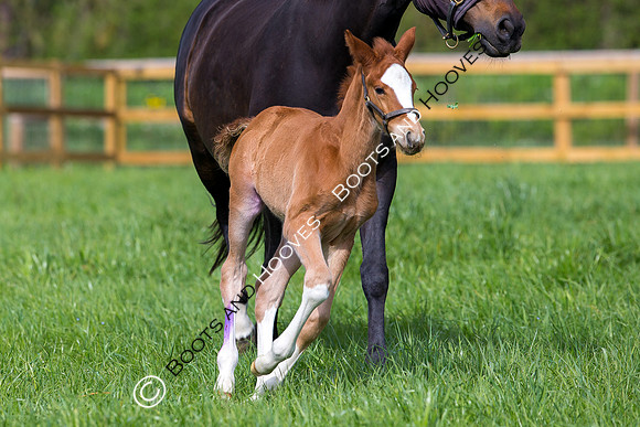 Foal