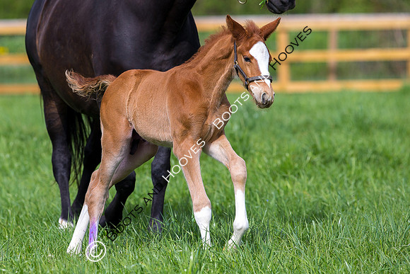 Foal