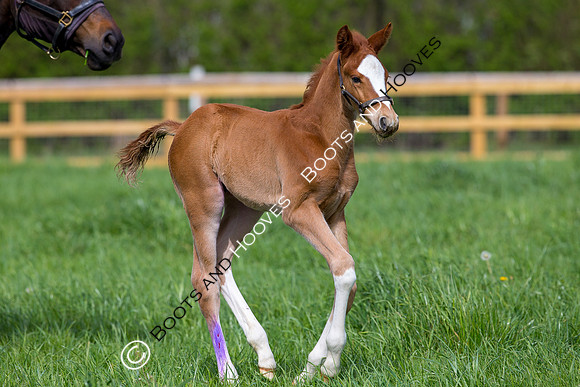 Foal