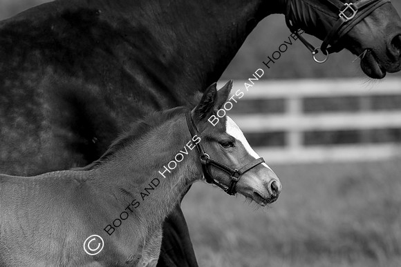 Foal