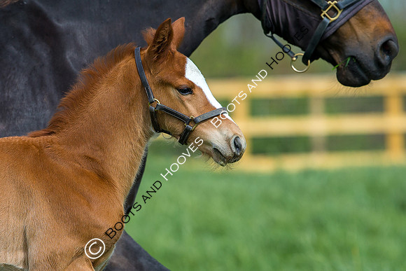 Foal