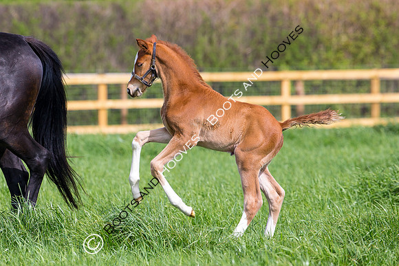 Foal