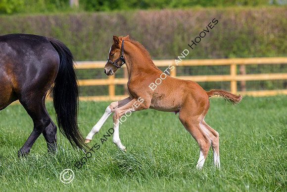 Foal