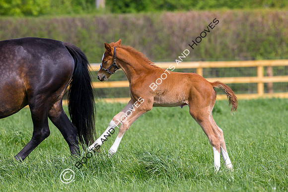 Foal