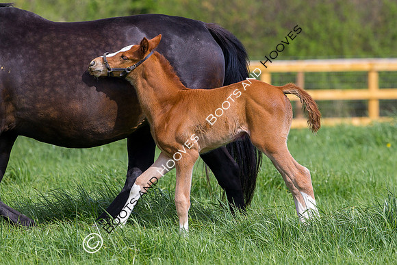 Foal