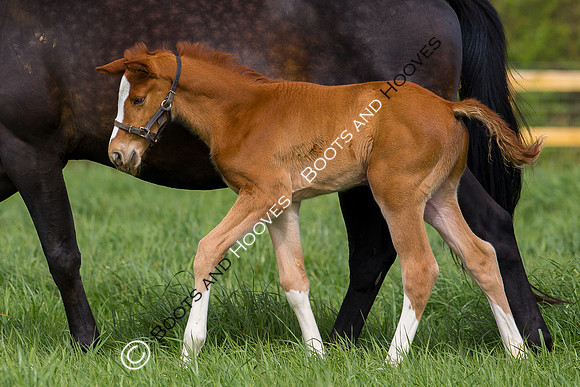 Foal