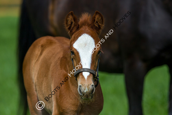Foal