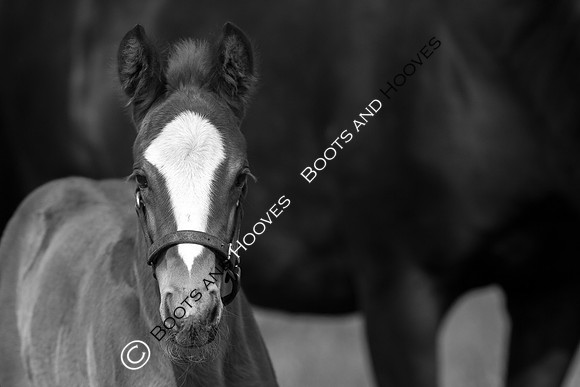 Foal