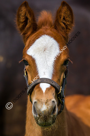 Foal