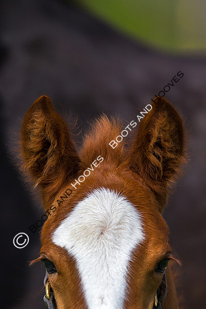 Foal