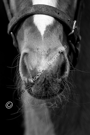 Foal