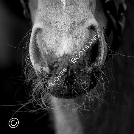 Foal