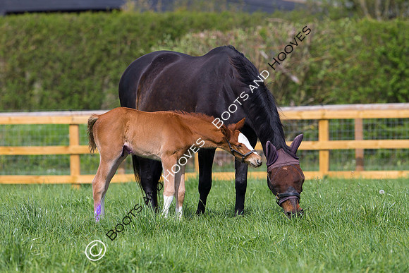 Foal