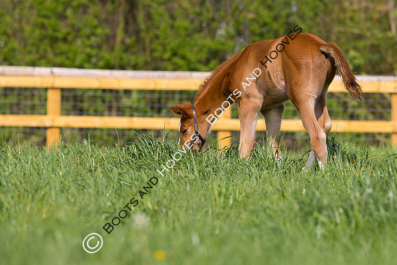 Foal