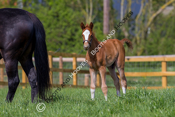 Foal