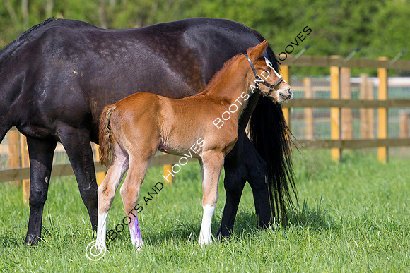 Foal