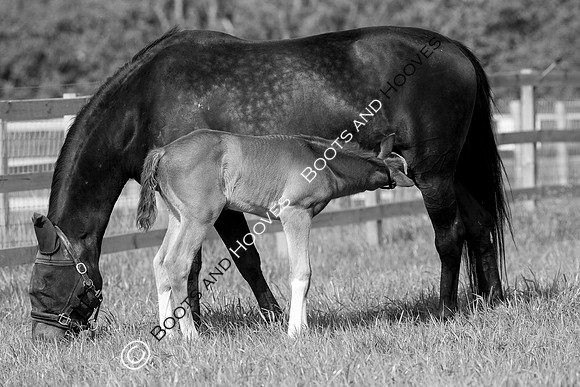 Foal