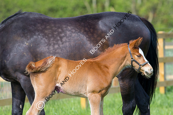Foal