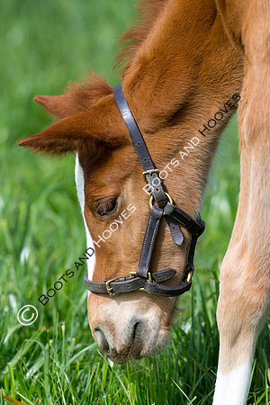 Foal