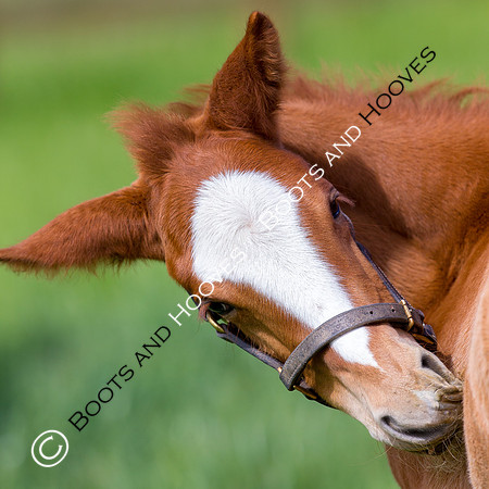 Foal