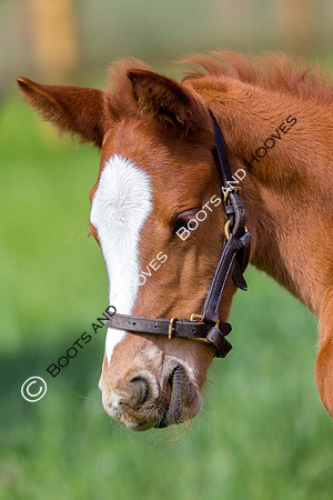 Foal