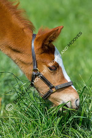 Foal