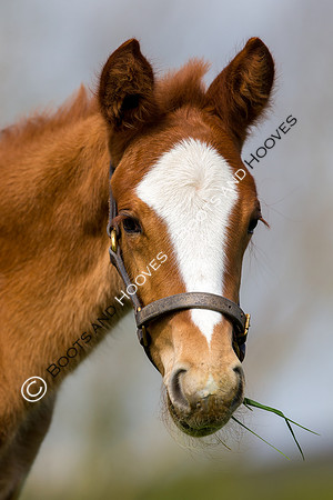 Foal