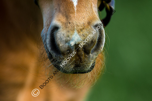 Foal