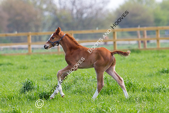 Foal