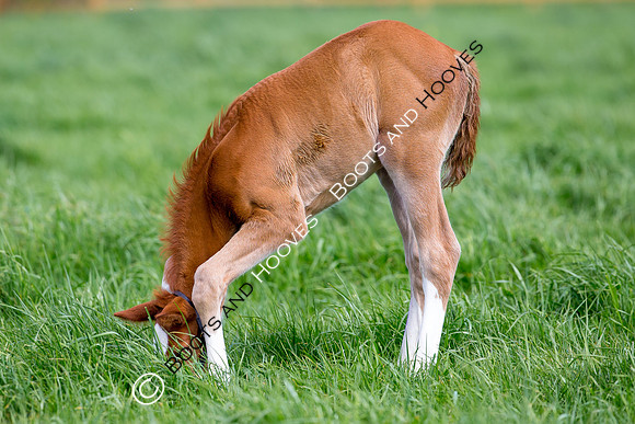 Foal