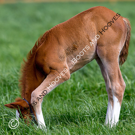 Foal