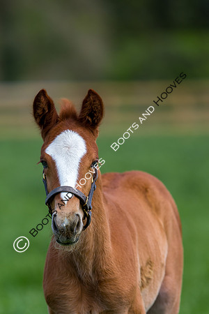Foal