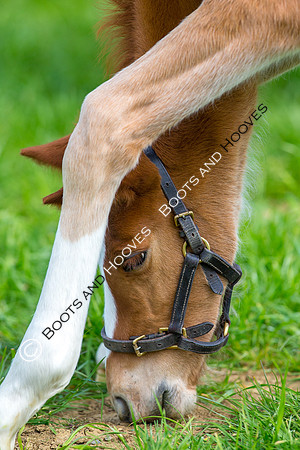 Foal