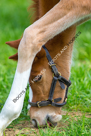 Foal