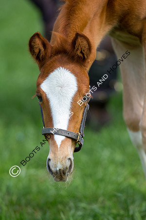 Foal