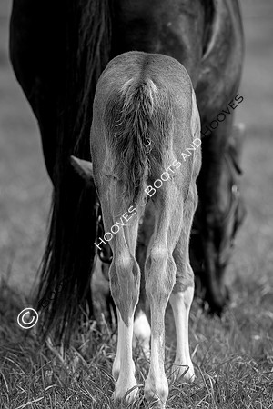 Foal