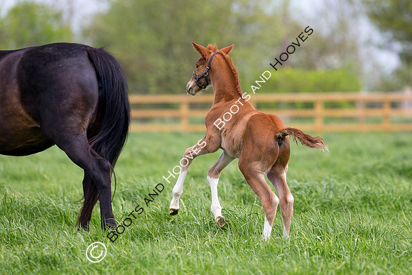 Foal