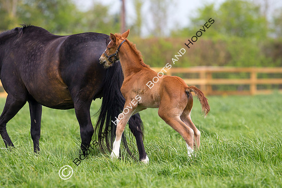 Foal