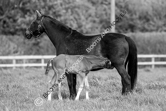 Foal