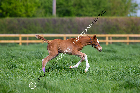 Foal