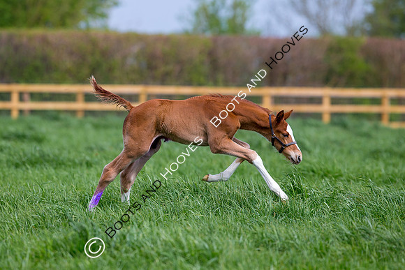 Foal