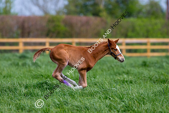 Foal