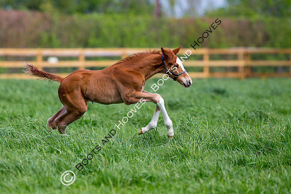 Foal