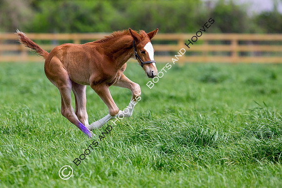 Foal