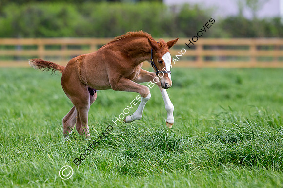 Foal