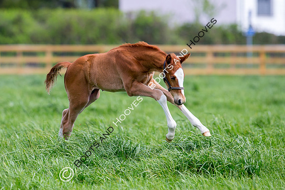 Foal