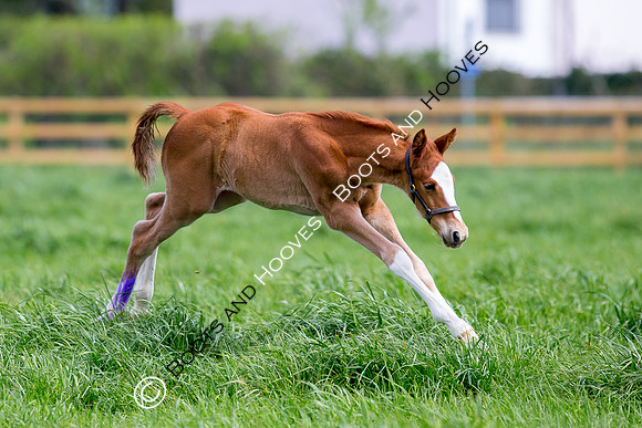 Foal