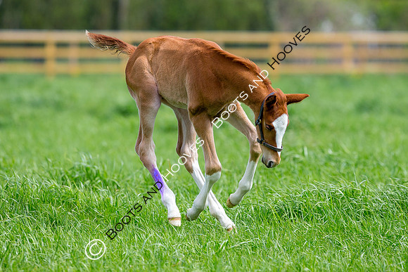 Foal