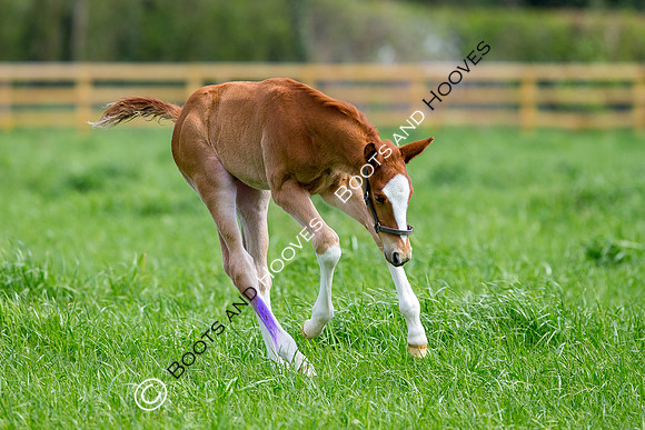 Foal