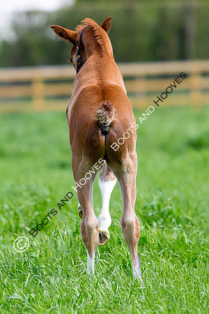 Foal
